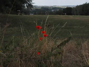 Poppies on the Kwaremont (Belgium)